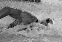crawl