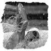photo noir et blanc